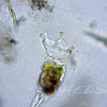 Collotheca ornata
