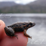 Discoglossus galganoi