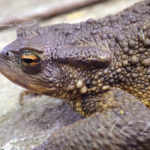 M detalle B sipinosus