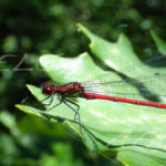 Phyrrosoma nymphula