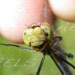 Sympetrum sanguineum cabeza