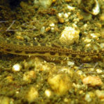 Cobitis calderoni