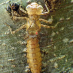exuvia Boyeria irene