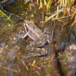 Rana iberica