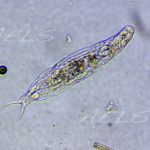 Aspelta secreta