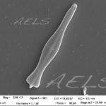 Gomphonema coronatum MEB