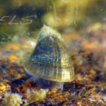 Ancylus fluviatilis