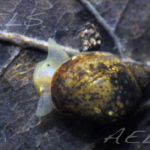 Radix balthica