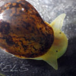 Radix balthica