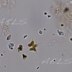 Tetraedron caudatum ter