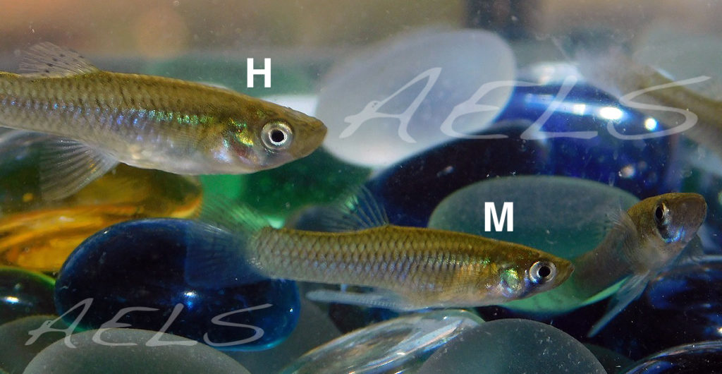 Gambusias en acuario