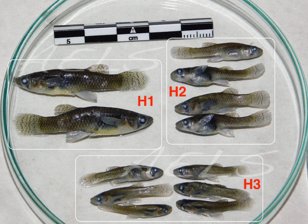 Gambusia H