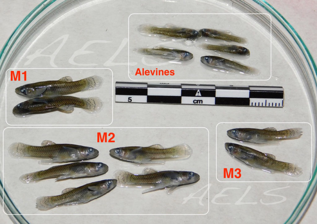 Gambusia M