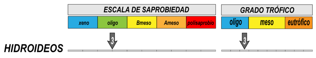 3 taxones del género Hydra