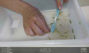 muestras cepillado fitobentos muestras cepillado fitobentos